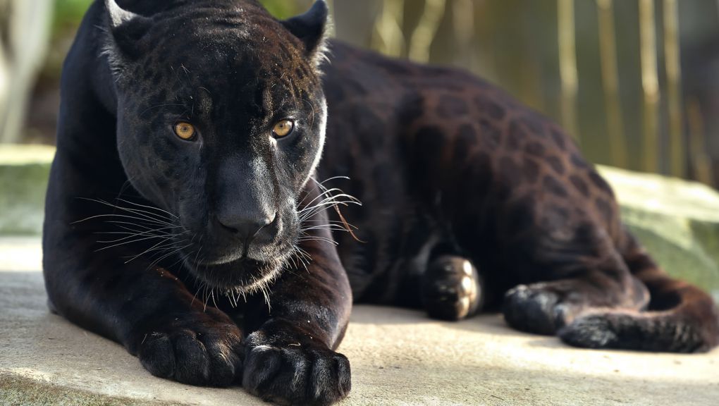 jaguar-rosny